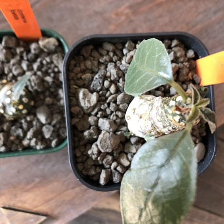 dorstenia 2種セット《 SP＋ foetida》