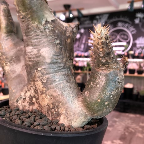 packypodium   enigmaticum《L size》Ｗ-he'd※現地球発根済‼︎店主管理4年株※激希少wild株！brown×beige肌の二分頭※ mad  black  pot植え