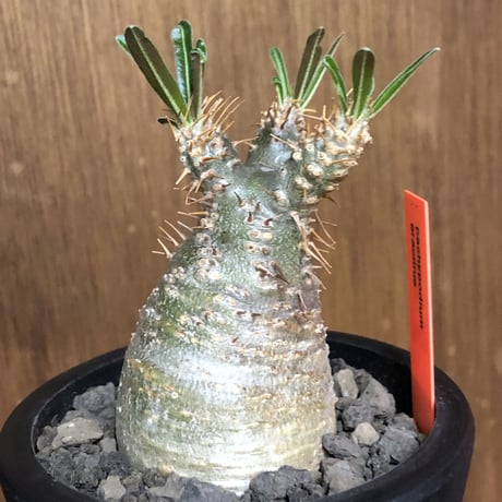 pachypodium gracilius《大きめS size》希少green肌※現地球発根後店主国内管理2年株※グリーン肌のかわいい手乗りグラキ※mad black pot植え