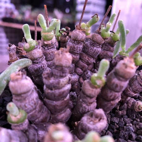 monilaria   moniliformis《M size》希少群生株 ※冬型caudex‼︎　オススメ株　※浅鉢植え