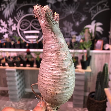 packypodium    gracilius《S size》輸入まもないまん丸新鮮株🌵vo②  限定1株