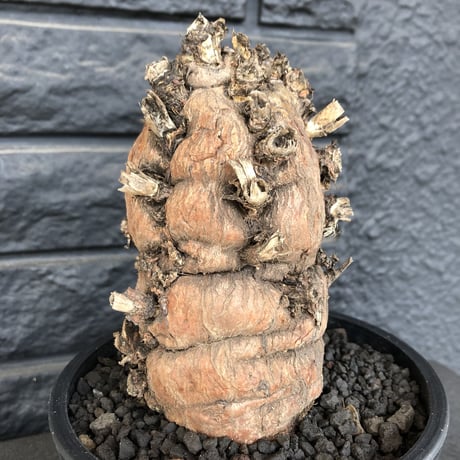 euphorbia   mlanjeana《M size》驚愕株‼️激希少‼︎‼️ ※mad black pot植え  ⚠️店舗用在庫ございます。お問い合わせ下さい。