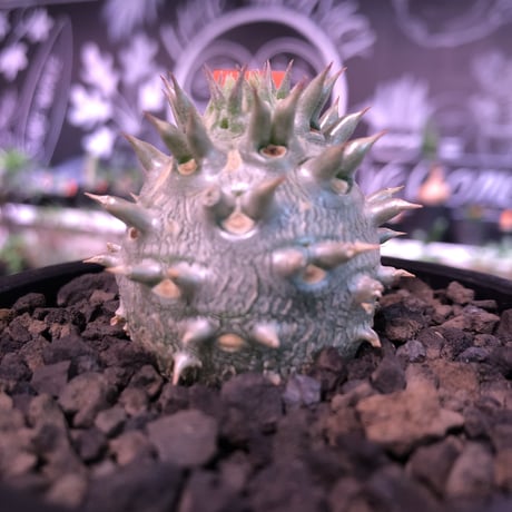 packypodium densicaule恵比寿大黒　littmon  seed🌱《大きめS size》※超球体&肌質が堪らないかわいさ100%‼︎※mad black pot植え