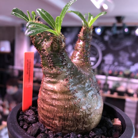 pachypodium  gracilius《小さめM size》希少green肌＆ニ頭枝株※現地球発根済株※店主国内管理2年株※極色もニ頭枝も樹形も三拍子※mad black pot植え