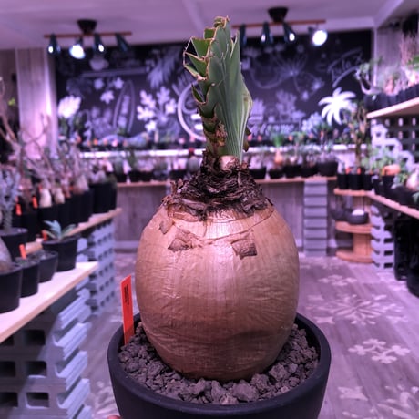 boophane   disticha  《 L size》※驚愕‼︎ヤバすぎるbig球体美肌株‼︎※mad black bowl pot植え