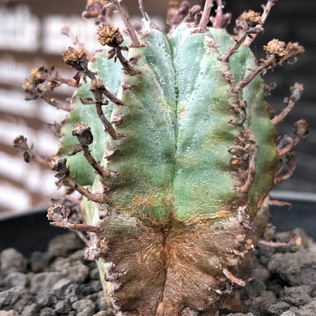 euphorbia horrida alba × valida《大きめS size》※現地球株発根済※両者の良さが相まった現地自然交配による激レア渾身の一株※black bowl pot植え