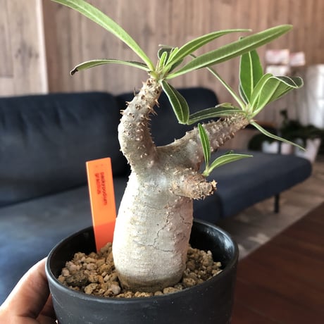 packypodium    gracilius《S size》発根済み株‼︎