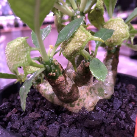 dorstenia   lavrani《M size》希少‼︎ 五本の良き枝振りbalance株 ※mad  black  pot植え