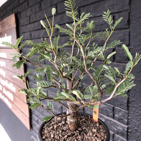 senna  meridionalis《 L size》※現地球発根済株※幹の色が濃くweightがlow仕立てによりコンパクトに纏まった大きめセンナ※mad black bowl pot植え