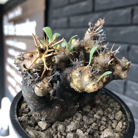 othonna  euphorbioides《大きめM size》※現地球発根後店主国内管理5年株※weight低く極めて短枝&枝数も多くボコボコ立体両A面樹形※mad black pot植え