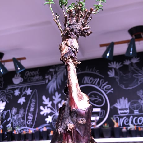 mestoklema   tuberosum