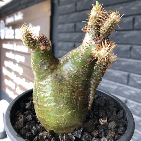 pachypodium  gracilius《M size》希少‼︎ニ頭枝w-he'd＆極green肌株※現地球発根後店主国内管理3年株※極green肌の良樹形双頭株※mad black pot植え