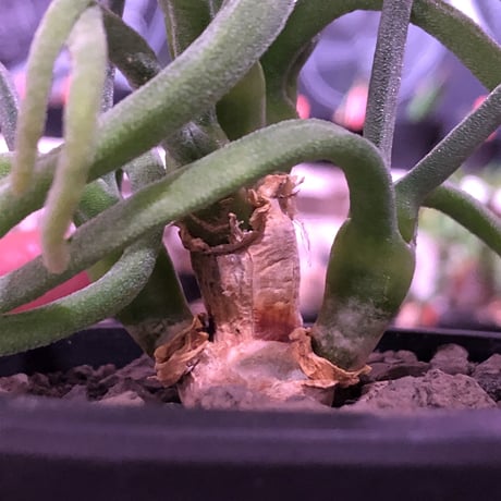 monilaria   pisiformis《大きめS size》※現地球発根済株※モニラリア属　（最上位激希少種）※冬型caudex‼︎   ※mad black bowl pot植え