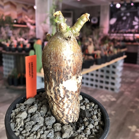 packypodium bispinosum 《小さめM size》※現地球発根済株‼︎※表皮の柄が大変美しい将来有望株‼︎激オススメ株※mad black bowl pot植え