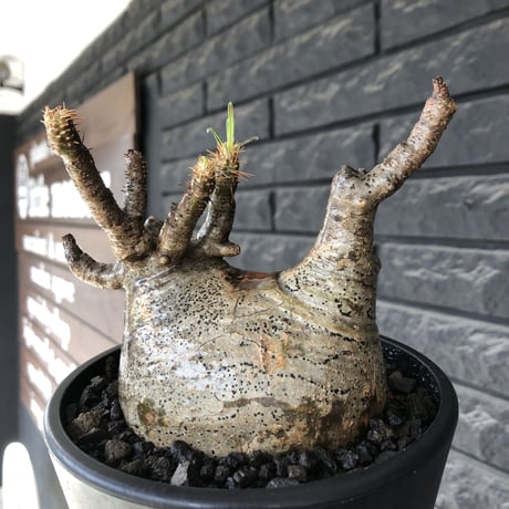 pachypodium gracilius《L size》※現地球発根後店主国内管理5年株※ぼってり良樹形な両A面‼︎選抜グラキ※mad black pot植え