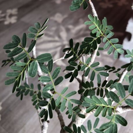 senna  meridionalis《  L L  size》極上のbigセンナ
