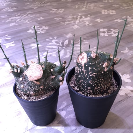 adenia   globosa《L L size》