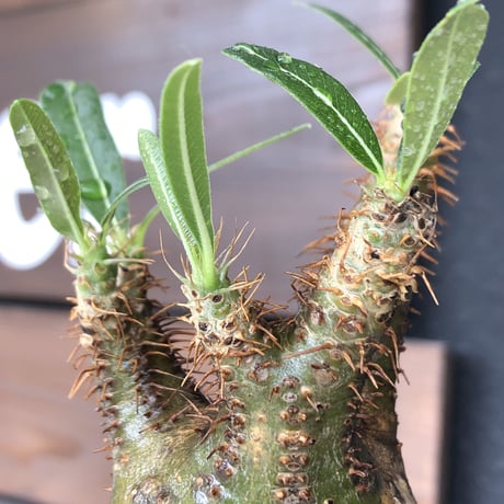 pachypodium  gracilius《大きめS size》希少‼︎green肌＆現地焼け株※現地球発根済株※店主国内管理2年株※球体よりの丸み強き良樹形※mad black pot植え