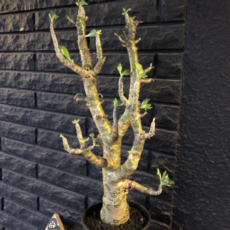 tylecodon  paniculatus《L L size》店主国内管理9年株※かなり立派なパニク‼︎大変威勢よく動き始めてます‼︎※希少size‼︎