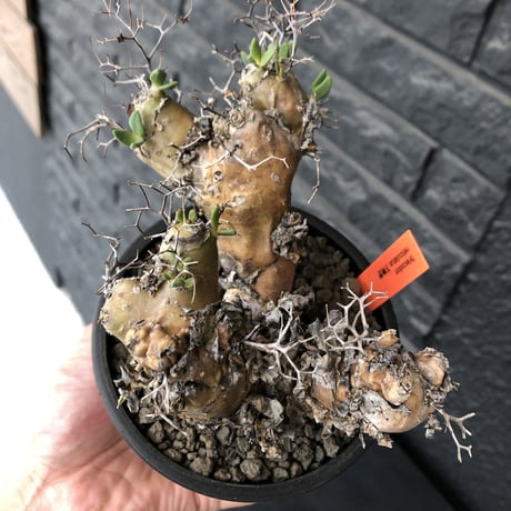 tylecodon  reticulatus《大きめM size》※現地球発根済株※店主国内管理3年株※weight低く幹も太い‼︎wild過ぎでimpact絶大‼︎※mad black pot植え