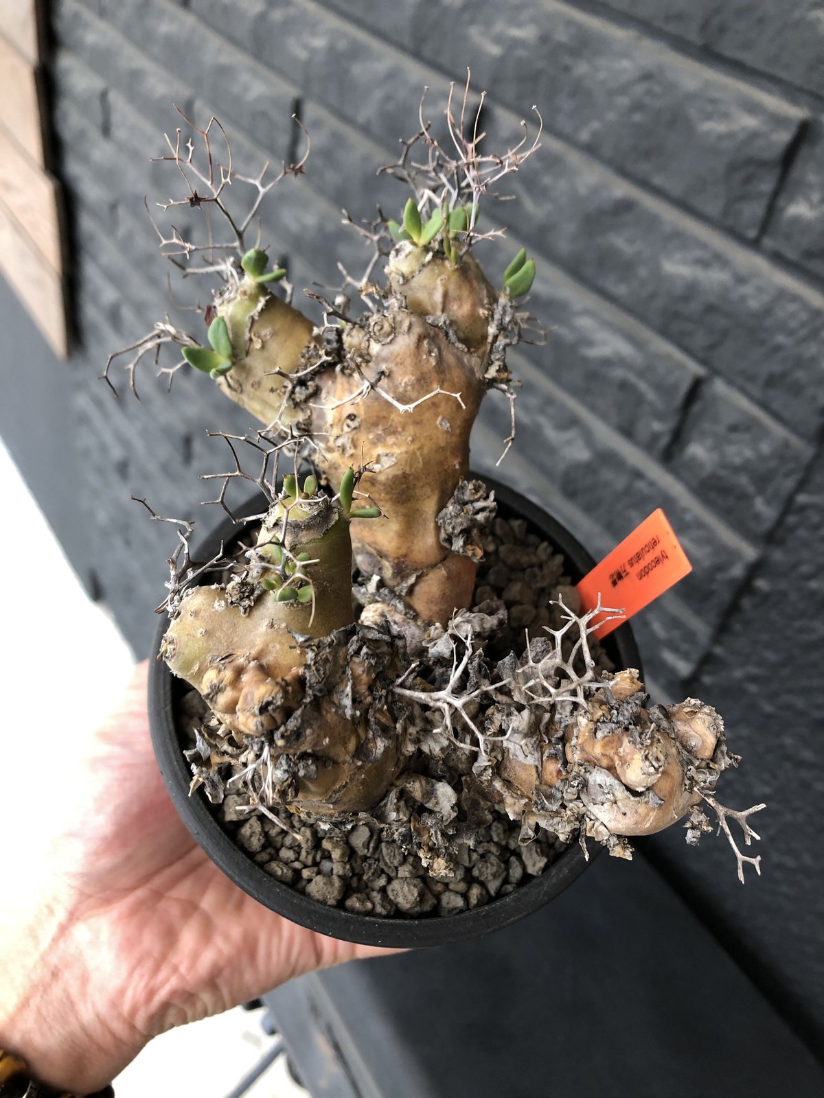 tylecodon reticulatus《大きめM size》※現地球発根済株※店主 tylecodon reticulatus《大きめM size》※現地球発根済株※店主