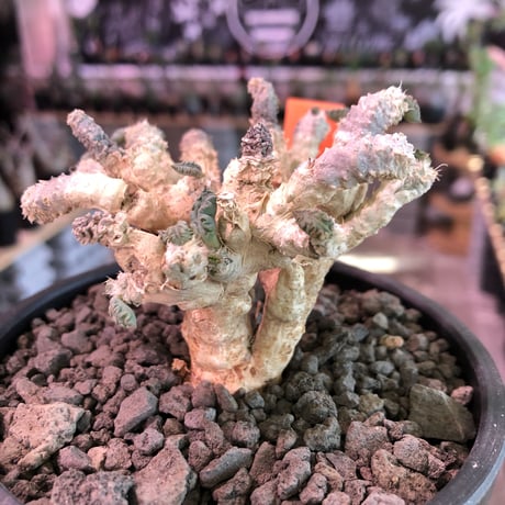 euphorbia suzannae marnierae《M size》激希少‼︎※オフホワイト肌の美しすぎる奇跡のロゼット株‼︎※mad black bowl pot植え