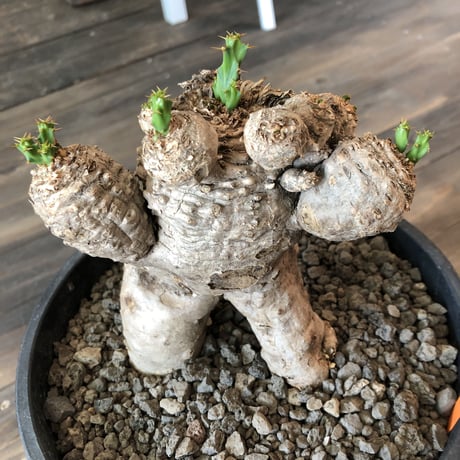 euphorbia    clavigera《激希少》L size