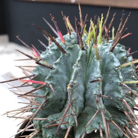 euphorbia    horrida《M size》発根済み株‼︎