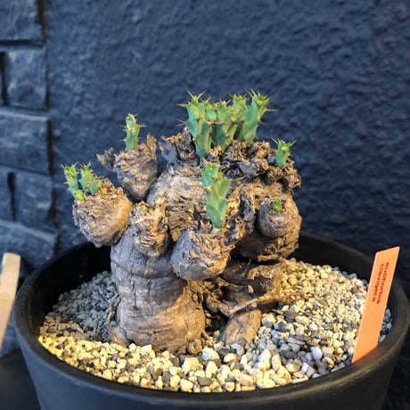 euphorbia    clavigera《激希少》M size