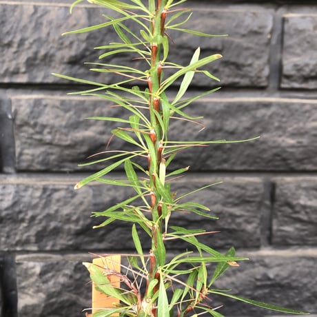 fouquieria  purpusii《M size》希少株