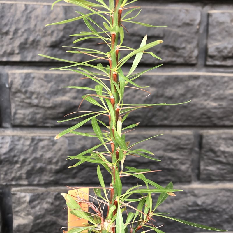 中型 塊根植物 Foquieria pulpusii 中型 塊根植物 Foquieria pulpusii 中型 塊根植物 Foquieria pulpusii