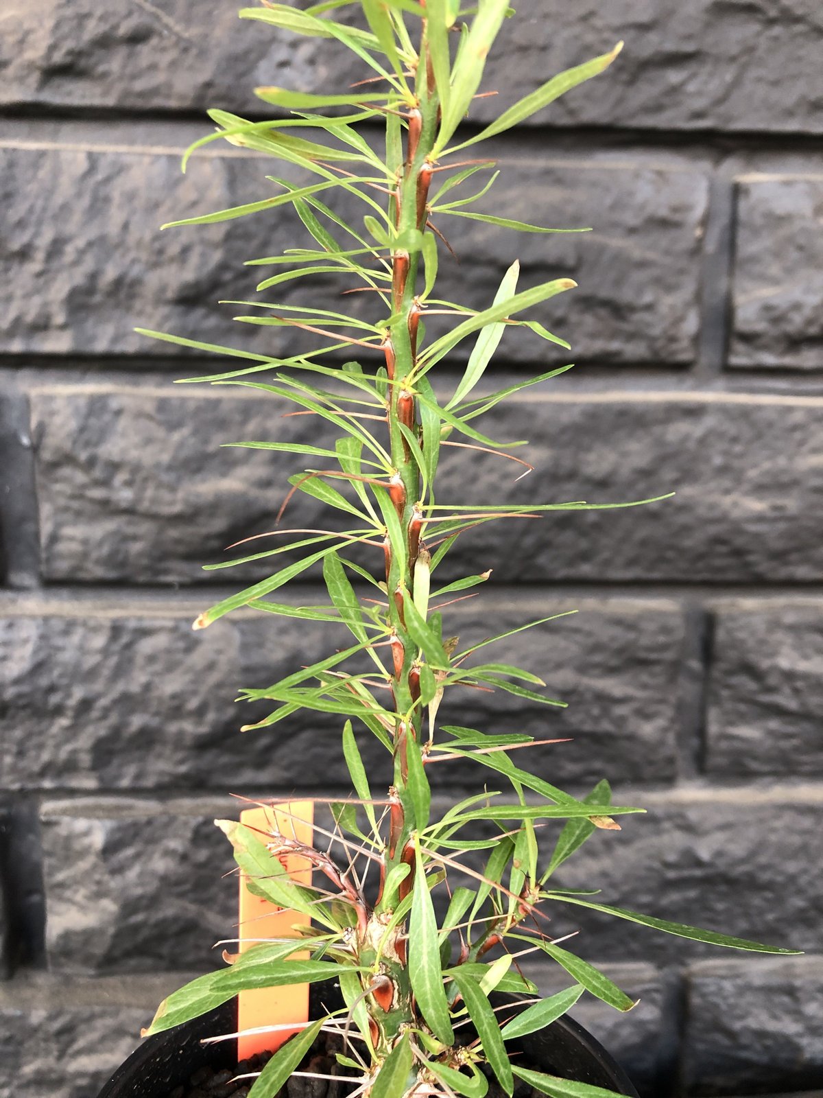 fouquieria purpusii《M size》希少株 | plants holic