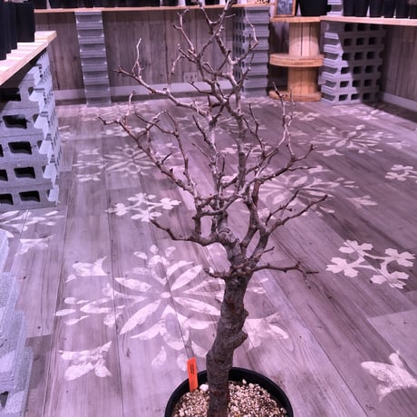 commiphora   monstrosa《 L  L size》未発根株