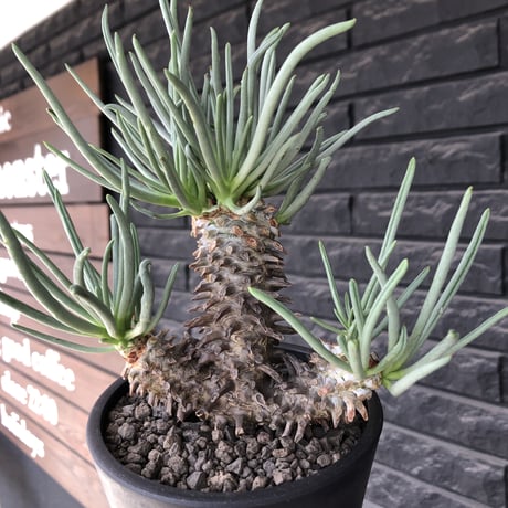 tylecodon  wallichii  和名＝奇峰錦《大きめM size》※現地球発根後店主管理4年株※美しく低重心良樹形balanceな一株※ mad black pot植え