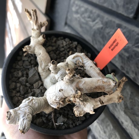 othonna clavifolia《L L size》激希少※現地球発根後店主国内管理9年株※個体激減し輸入厳しい中肉々しくどっしり構えの極美良樹形※mad black bowl pot植え