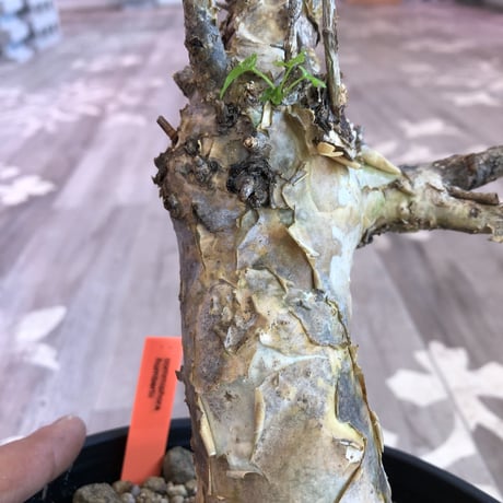 commiphora   humbertii《 L size》
