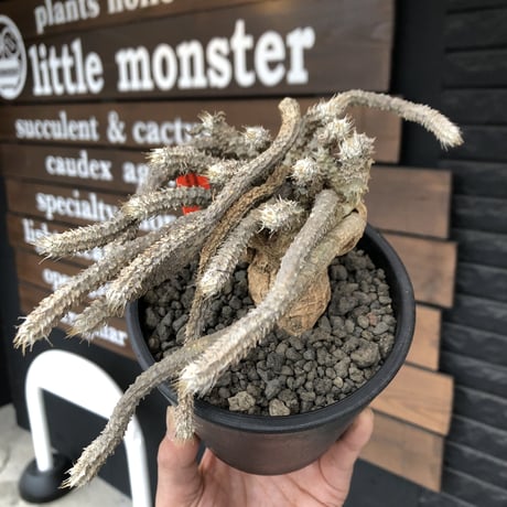 euphorbia tulearensis《 L size》※現地球発根済株※驚愕‼︎bigサイズ‼︎希少性激高塊根ユーフォルビア‼︎流れる様な枝振りも半端なき一株※mad black pot植え