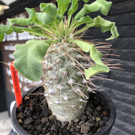 pachypodium namaquanum 光堂《大きめL size》littmon seed🌱※中々見かけないはずのサイズ感のとびきり丸み強きかわいい一株※mad black pot植え