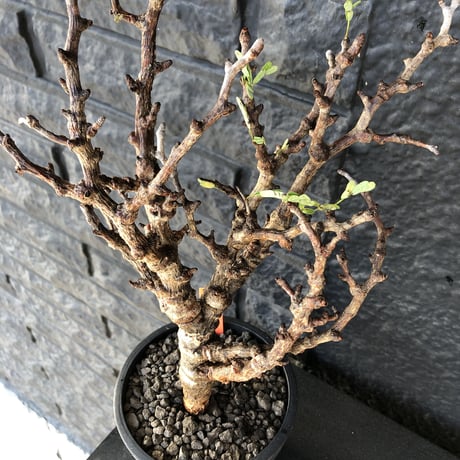 senna  meridionalis《M size》※現地球発根済&剪定済み株‼︎※激おススメ株※個体差とし特に立体的なジリジリ&ボコボコ強きとびきり良き佇まい※mad black pot植え