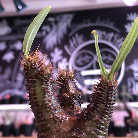 pachypodium  gracilius《S size》極赤肌 &現地焼け株※現地球発根済株※店主国内管理2年株※小振りでも大変赤み強きかっこいい一株‼︎※mad black pot植え