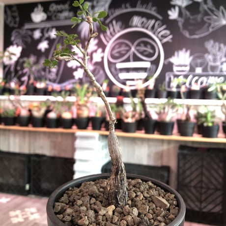 opercullicarya  packypus   littmon  seed🌱 《5年株》幹、パワータンク共にしっかり育ち、balanceも良きパキプス※mad black bowl pot植え