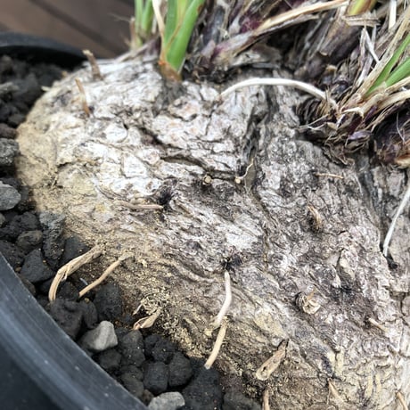 calibanus hookeri《L L size》※現地球発根後店主国内管理6年株※大変bigな良樹形且つ荒々しいwild肌質な男前フーケリー‼︎※mad black bowl pot植え