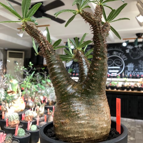 pachypodium gracilius《L size》※現地球株発根済※大きめで全方位A面な樹形バランス＆枝振りも抜群なgreen肌‼︎※black bowl pot植え