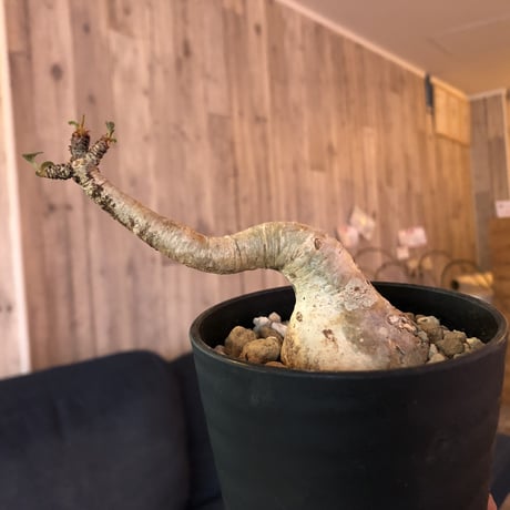 euphorbia     ramena