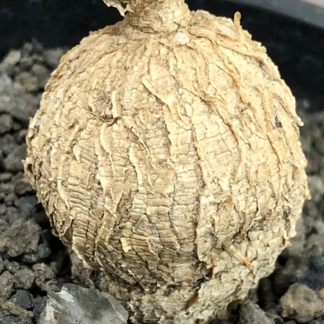 euphorbia cremersii《L size》※現地球株発根済※ぽっこりとまん丸塊根&葉の淵には赤みを持ちギザギザ葉の可愛いCITES1希少種※black pot植え