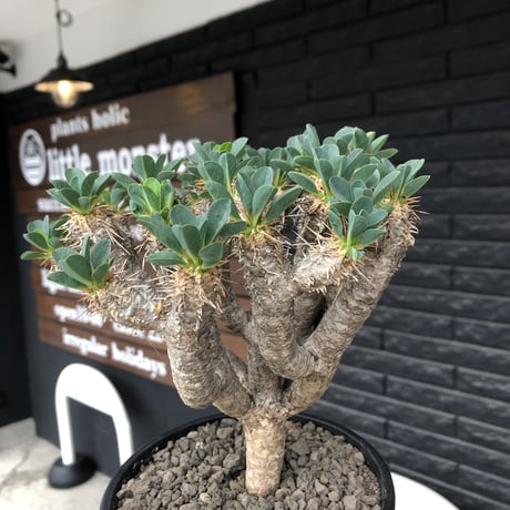 euphorbia  guillauminiana《大きめM size》※現地球発根後店主国内管理4年株※個体差としての大変枝振りも良く美しい白肌が堪らない※mad black pot植え