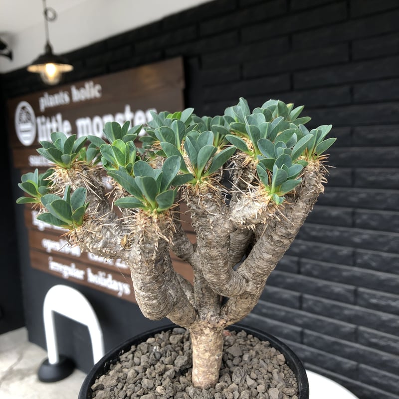 euphorbia guillauminiana《大きめM size》※現地球発根後店主国内
