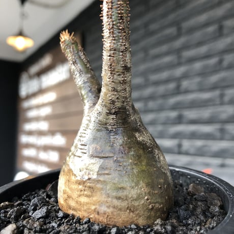 pachypodium gracilius《小さめS size》一部green肌株※現地球発根後店主国内管理2年株※小振りで丸々としたかわいいグラキ※mad black pot植え