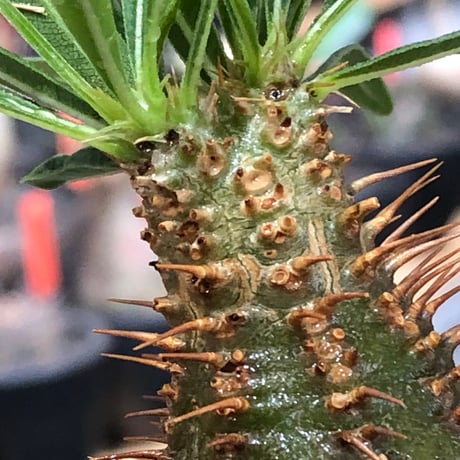 pachypodium gracilius《小さめM size》※現地球株発根済※とびきり球体感強きgreen肌で堪らなくかわいい一株‼︎※black bowl pot植え