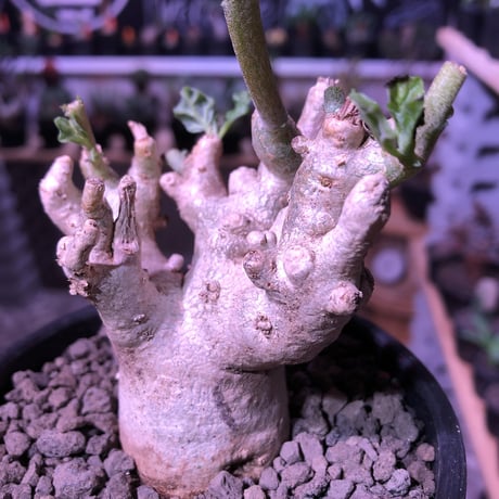 pterodiscus  luridus《M size》枝ぶり良きでっぷり白肌美株‼︎  ※mad  black  bowl  pot植え